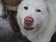     
: DSC01061.JPG
: 525
:	2.28 
ID:	32112